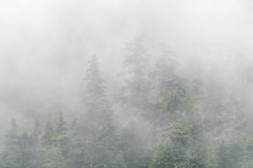 Fototapeta na wymiar Spruce trees & fog in Peril Strait; Alaska
