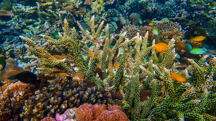 Beautiful coral reef and tropical fish underwater