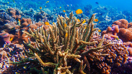 Beautiful coral reef and tropical fish underwater