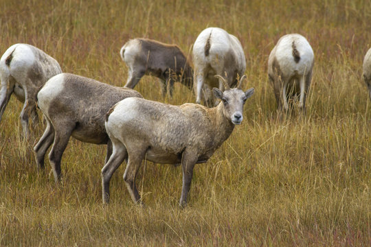 herd of bighorn sheep ewes grazing in grassy meadow, Wyoming