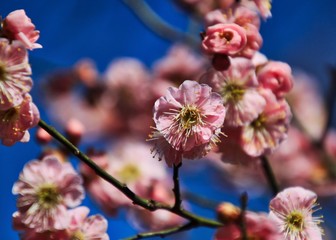 Cherry blossoms blooming in the winter season, decorating memorials in Washington, D.C.