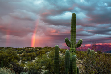 A Winter storm begins to clear at sunset and a rainbow arcs over the Sonoran Desert near Tucson, Arizona. - obrazy, fototapety, plakaty