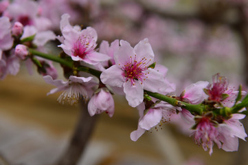 In full bloom in the peach blossom