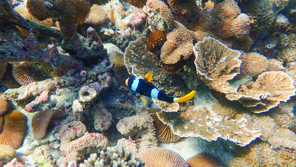 Beautiful coral reef and tropical fish underwater