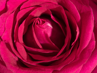 Sweet color of pink rose , Romance color natural floral background