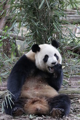 Obraz na płótnie Canvas Giant Panda eats Bamboo Biscuit, China