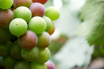 Ripe grapes in a vineyard, South Korea.