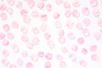 桜の花　白背景



