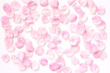 Fototapeta na wymiar 桜の花　白背景