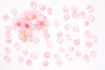 Fototapeta na wymiar 桜の花　白背景