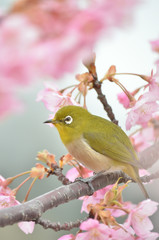 メジロ　桜の花


