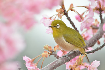 メジロ　桜の花


