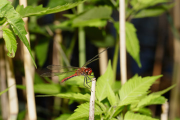 Red dragonfly is sitting on the stem