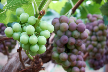 Ripe grapes in a vineyard, South Korea.