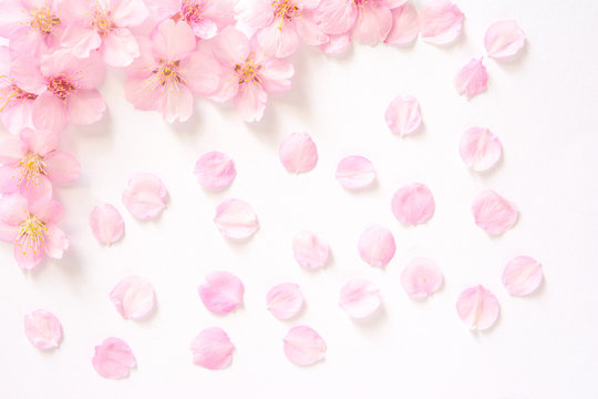桜の花　白背景




