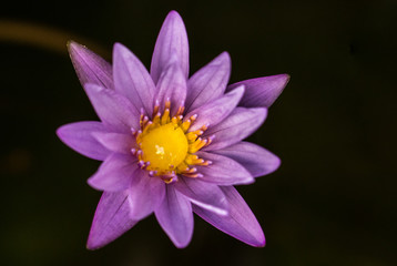 water lily on back isolate