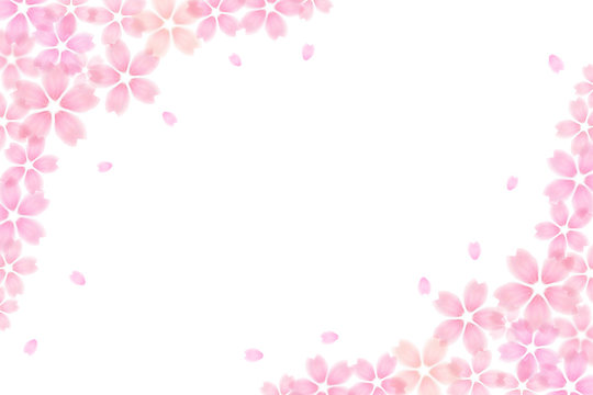 桜 花 春 白背景