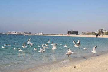 Flying birds over beach.
