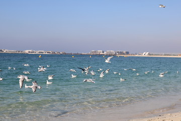 Flying birds over beach.