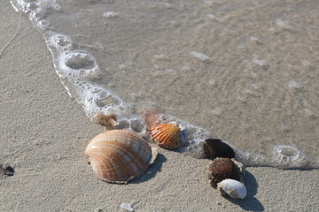 Shells on the beach, covered with tidal foam, changes appearance when the wave rises and falls. The shell becomes wet and contrasts with the gold color of the sand.