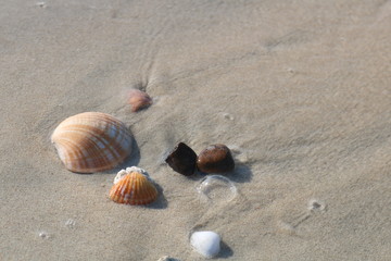 Shells on the beach, covered with tidal foam, changes appearance when the wave rises and falls. The shell becomes wet and contrasts with the gold color of the sand.