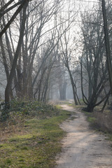 Waldweg