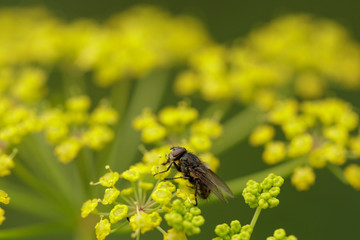 Fly on the yelloe flower
