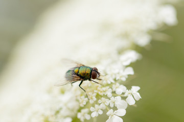 Glossy fly is sitting on the white flower