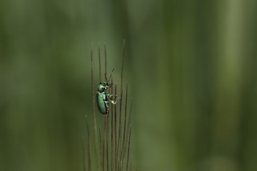 Beautiful,interesting green small insect  is resting