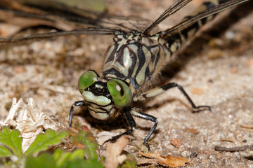 Green dragonfly is resting on the ground