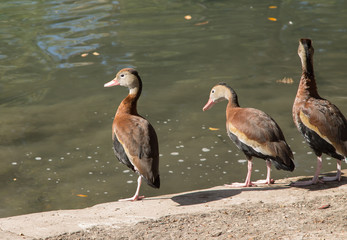Three brown ducks along edge of water