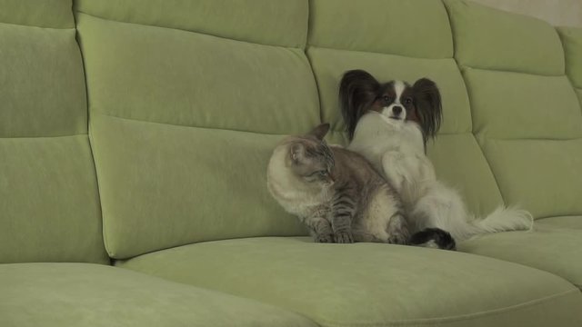 Dog Papillon lies on cat stock footage video