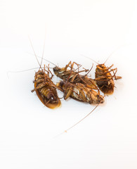 Cockroaches