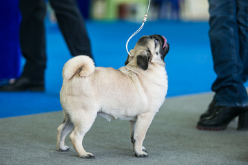 Dog show. Pug