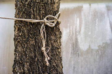 Brown Rope tied around a tree,