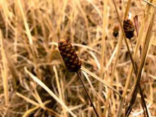 Yellow hay texture, background (straw, grass)