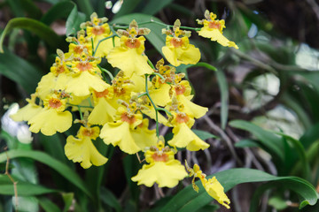 Orchid flower in orchid garden at winter or spring day for postcard beauty and agriculture idea...