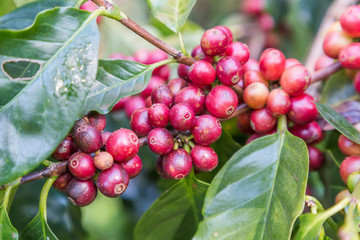 Green coffee beans growing on the branch. raw coffee bean on coffee tree plantation. Closeup fresh raw coffee bean on tree.