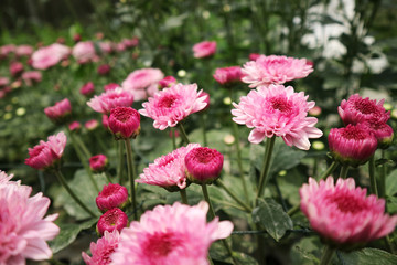 Blooming Beautiful Chrysanthemum 