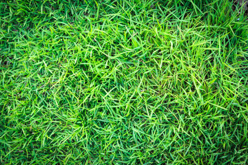 Grass texture or grass background. green grass for golf course, soccer field or sports background concept design. Natural green grass.