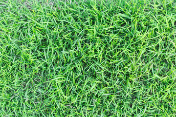 Grass texture or grass background. green grass for golf course, soccer field or sports background concept design. Natural green grass.