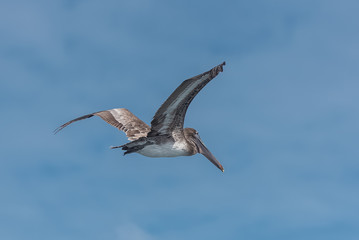 Brown pelican, bird flying in blue sky in Guadeloupe
