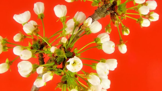 Timelapse cherry branch on blue background. Unwrapping flowers are forming a heart shape - great theme for Valentine's day. UltraHD 4k 3840x2160.
