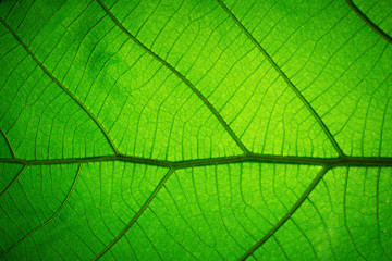 Leaf texture pattern for spring background,texture of green leaves,ecology concept