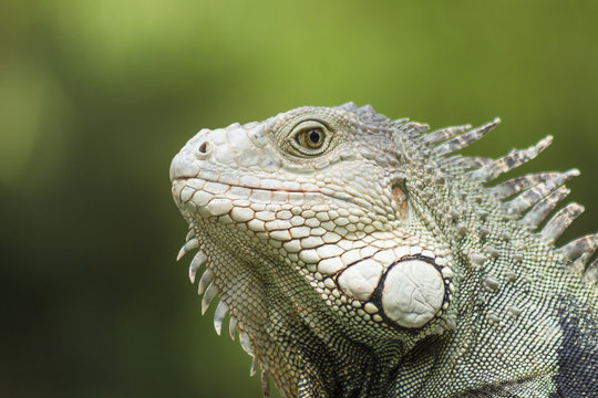 The iguana in the wild