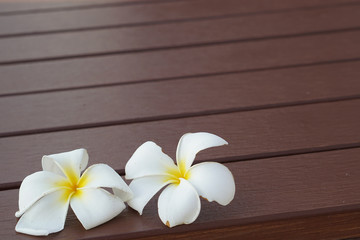 white frangipani flower on brown wooden plank background and texture