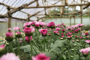 Amazing Garden Chrysanthemum 