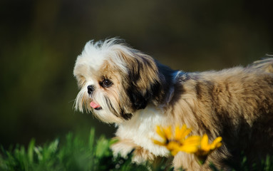 Shih Tzu puppy dog walking through grass with spring flowers
