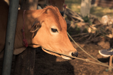 Brahman Cattle in stables
