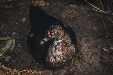 ducks on green grass in farm and cage